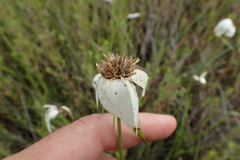 Rhynchospora latifolia