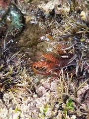 Chondracanthus spinosus