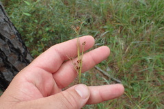 Rhynchospora recognita