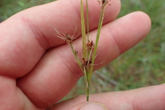 Rhynchospora recognita