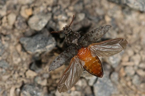Kanapėtasis spragšis nuotrauka