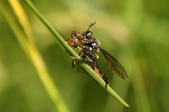 Dioctria atricapilla