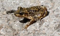 Mallorcan Midwife Toad photo 4