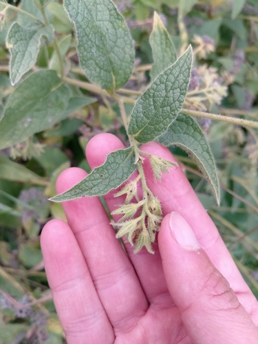 Symphytum officinale observed 2024-08-25
