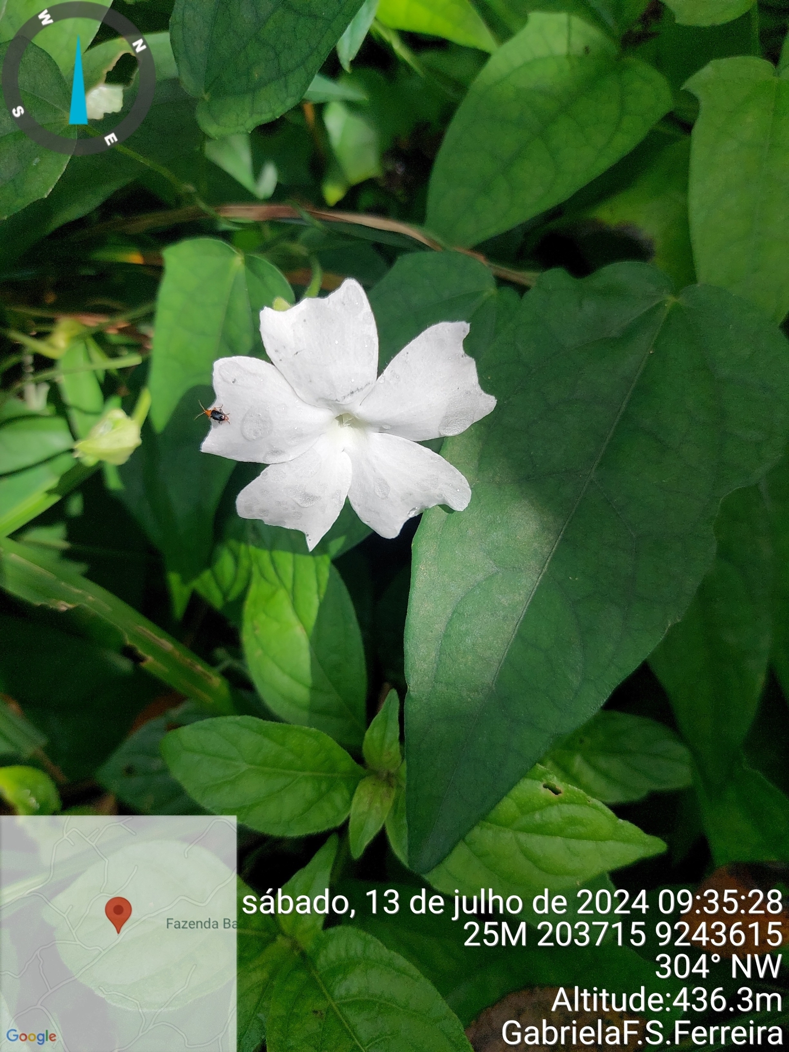 Thunbergia fragrans