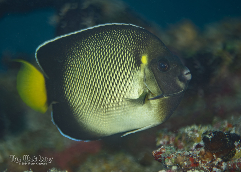 Indian yellowtail angelfish (Apolemichthys xanthurus) — Pomacanthidae