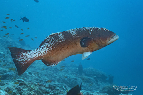 Blacksaddle Coralgrouper — seen at this dive site