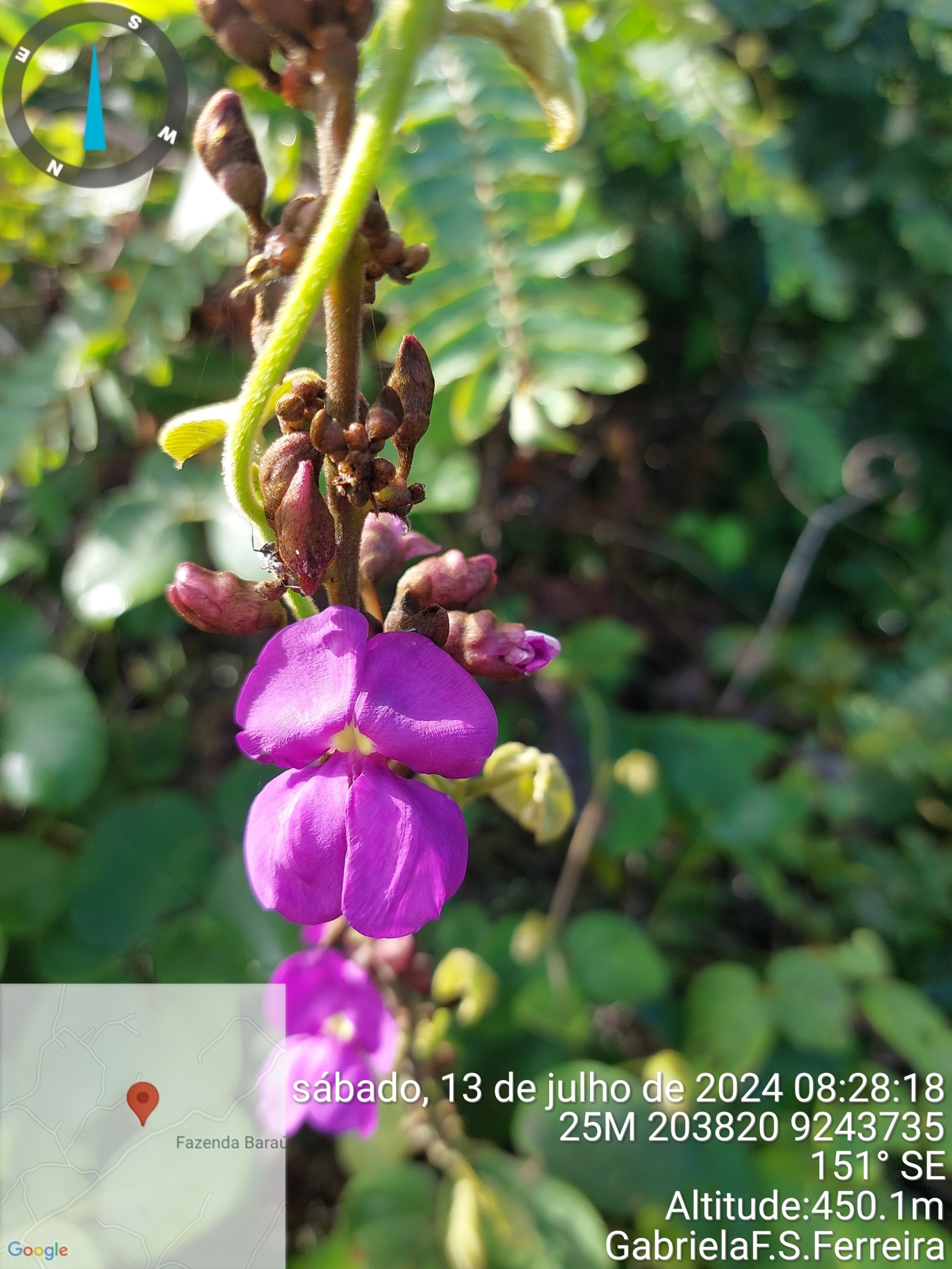 Macropsychanthus grandiflorus