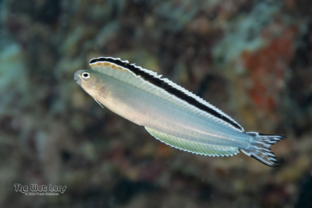 Imposter Fangblenny