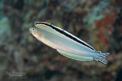 Imposter Fangblenny photo 1