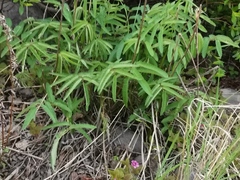 Sanguisorba tenuifolia