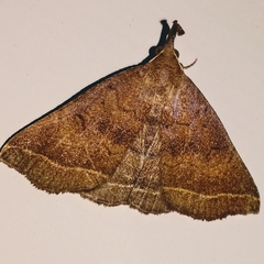 Pechipogo plumigeralis