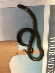 Diadophis punctatus modestus
