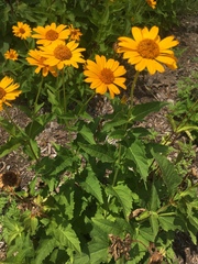 Heliopsis