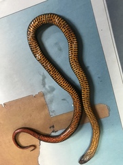 Diadophis punctatus modestus