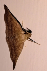 Pechipogo plumigeralis
