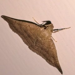 Pechipogo plumigeralis