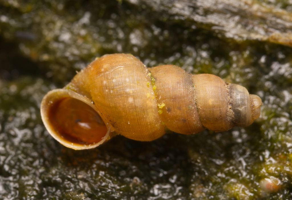 Coxiella