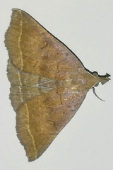Pechipogo plumigeralis