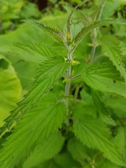 Urtica dioica