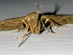 Pechipogo plumigeralis