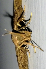 Pechipogo plumigeralis