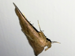 Pechipogo plumigeralis