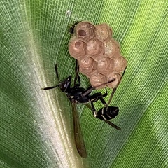 Mischocyttarus pallidipectus