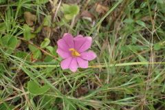 Sabatia gentianoides