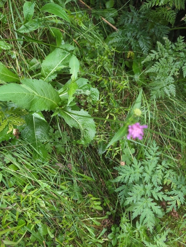 Knautia dipsacifolia (Knautia dipsacifolia)