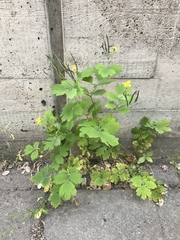 Chelidonium majus