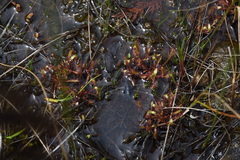 Drosera linearis