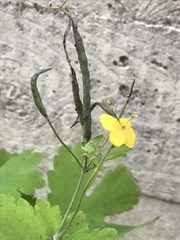 Chelidonium majus
