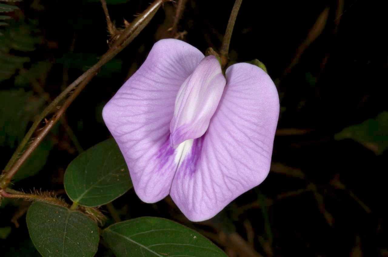 Centrosema virginianum (Centrosema virginianum)