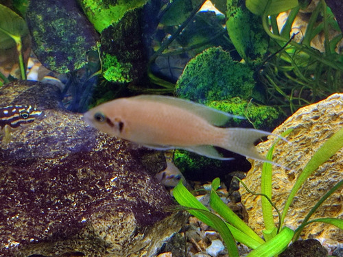 Fairy cichlid (Neolamprologus brichardi) — Cichlidae — 4
