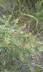 Amorpha nana