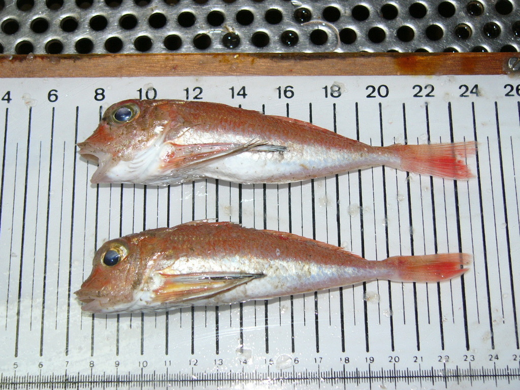 Spitse poon (Lepidotrigla dieuzeidei) — Triglidae