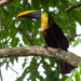 Ramphastos ambiguus abbreviatus - Photo (c) Oswaldo Hernández, algunos derechos reservados (CC BY-NC), subido por Oswaldo Hernández