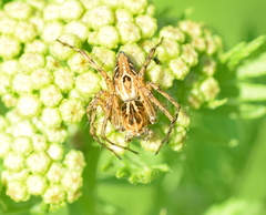 Oxyopes heterophthalmus