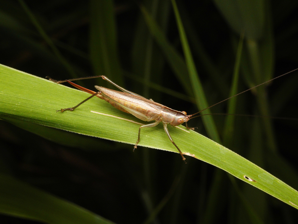 Conocephalus halophilus