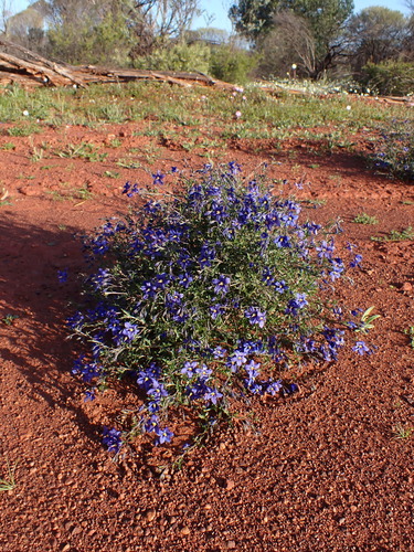 Image of Halgania cyanea by (c) Nina Kerr, some rights reserved (CC BY)