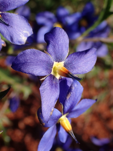 Image of Halgania cyanea by (c) Nina Kerr, some rights reserved (CC BY)