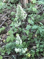 Dactylis glomerata