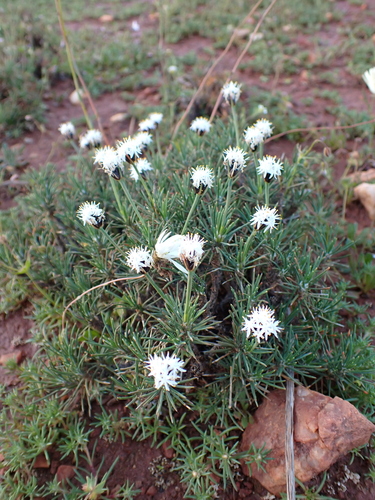 Borya constricta (Borya constricta)