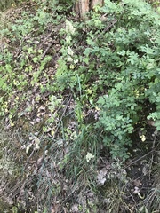 Dactylis glomerata