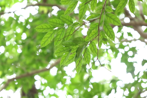 Wrightia laevis, photograph 5