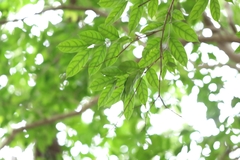 author not stated, no rights reserved Wrightia laevis, photograph author not stated, no rights reserved