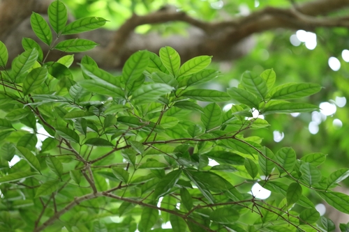 Wrightia laevis, photograph 6