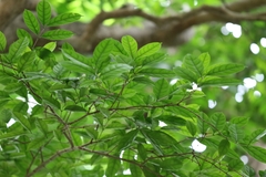 Wrightia laevis, photograph author not stated, no rights reserved