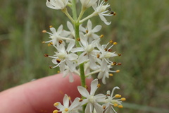 Triantha racemosa